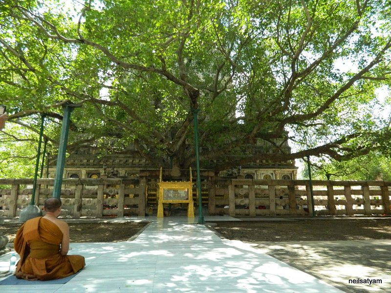 The Bodhi Tree at Bodhgayā, India, is a sacred fig tree (Ficus religiosa) located in the Mahābodhi Temple complex.