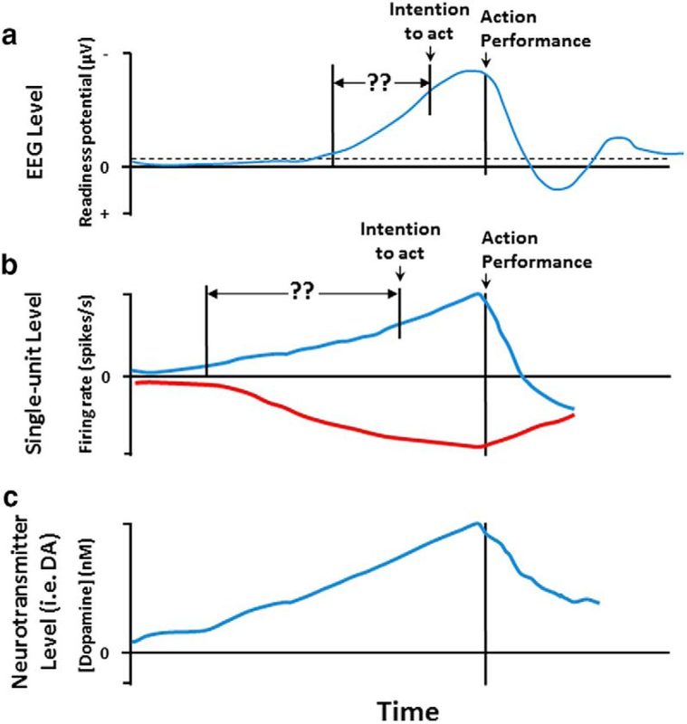 On several different levels, from neurotransmitters through neuron firing rates to overall activity, the brain seems to ramp up before movements.