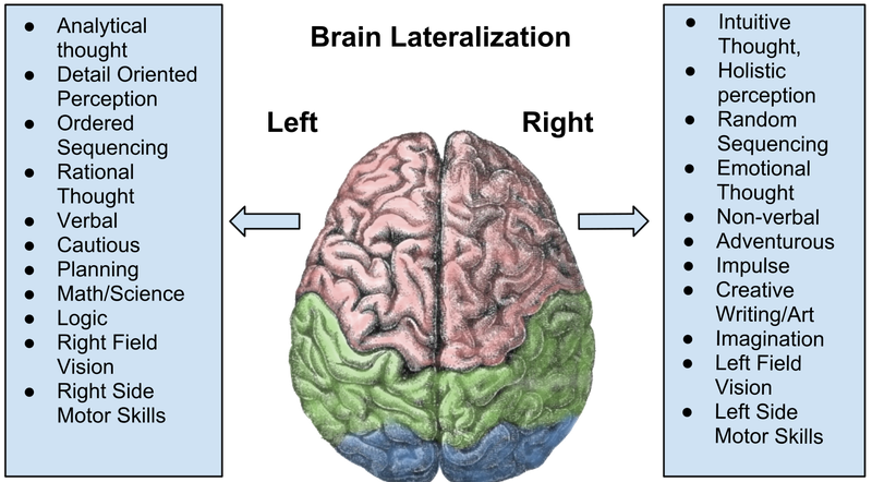 Lateralization of the human brain.
