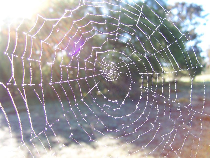 A spider's web in the early morning.
