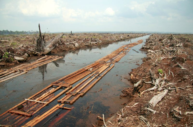 The last batch of sawnwood from the peat forest in Indragiri Hulu, Riau Province, Indonesia. Deforestation for oil palm plantation.
