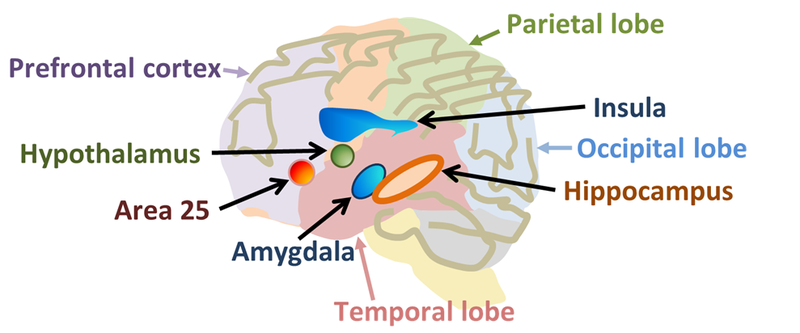Some areas of the human brain implicated in mental disorders that might be related to free will.