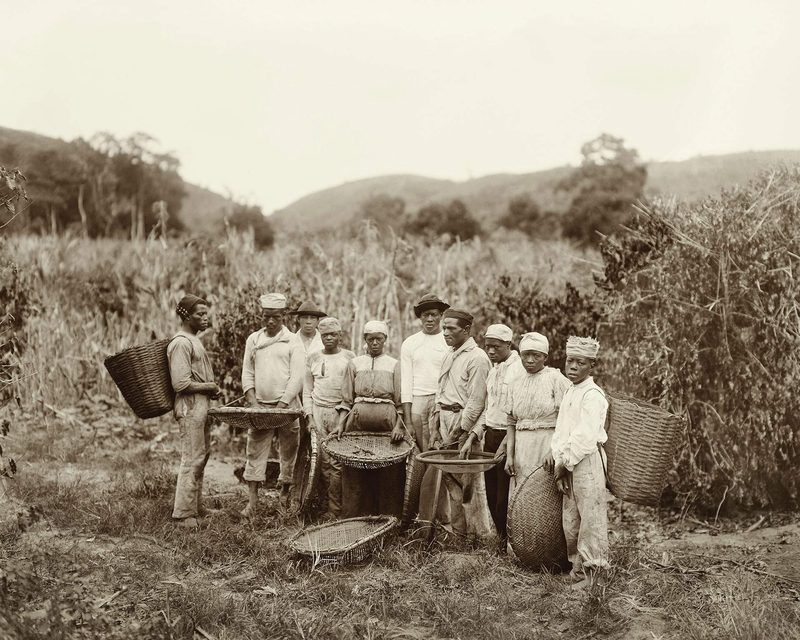 Enslaved people working on a coffee plantation in Brazil.