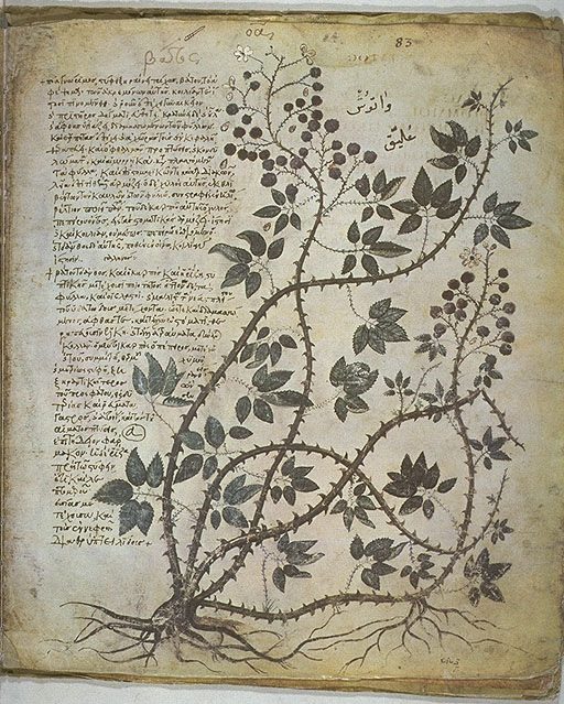 Blackberry, Vienna Dioscorides, early 6th century CE.