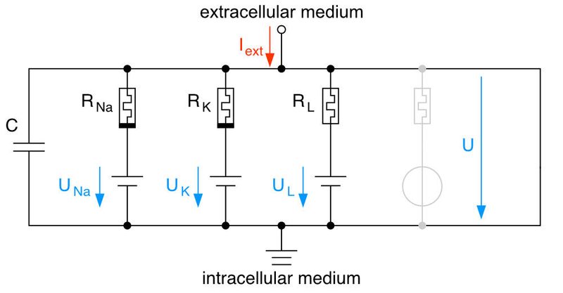 Schematic for understanding membrane potential.