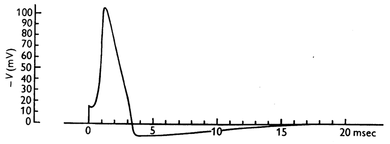 Modelled action potential.