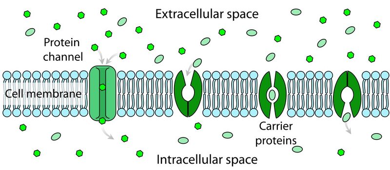 Schematic of an ion channel (left).