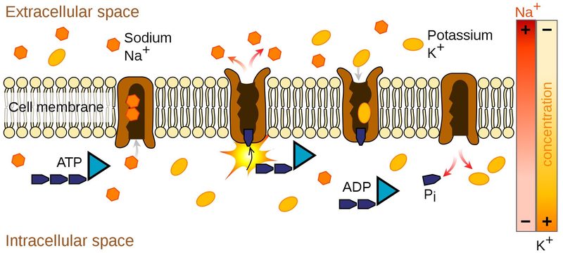 Schematic of a sodium-potassium-ion-pump.