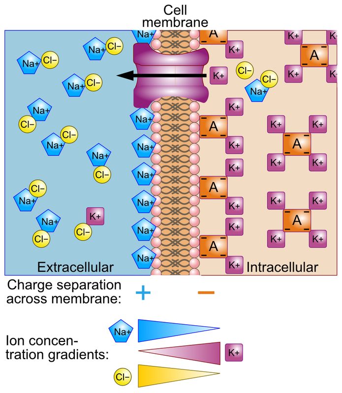 Schematic for understanding membrane potential.