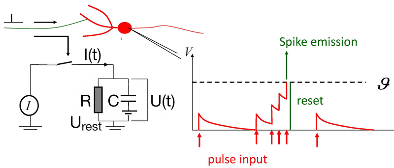 Leaky Integrate-and-Fire model.
