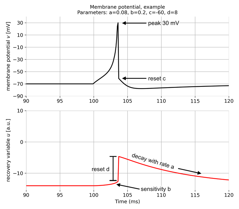 Membrane potential and recovery variable of a regular spiking neuron simulated using the Izhikevich model.