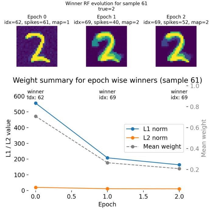 Weight Evolution of an exemplary neuron simulated using the nervos framework.