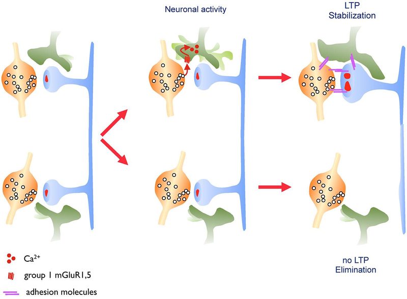Sketch illustrating astrocytic structural plasticity and synapse stabilization.