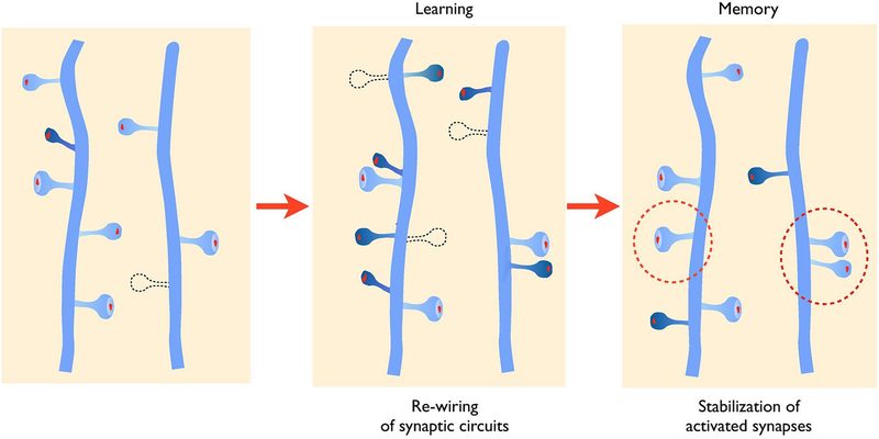 Sketch illustrating activity-mediated structural plasticity.