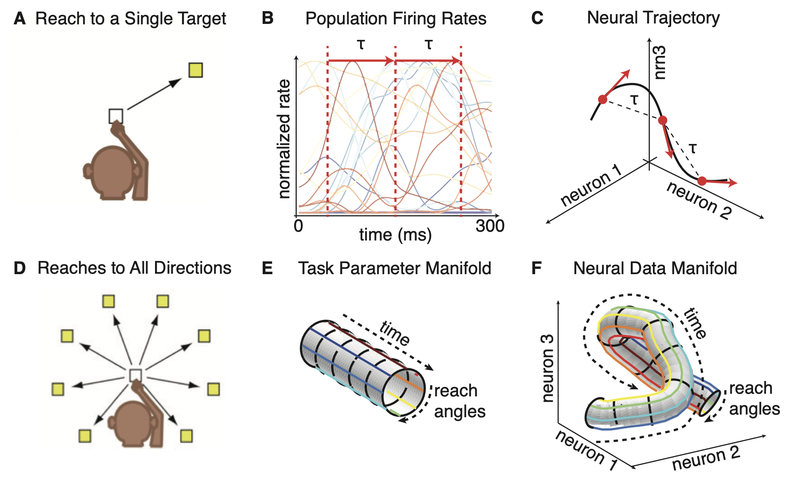 Neural population dynamics as an embedding of task structure into neural state space.
