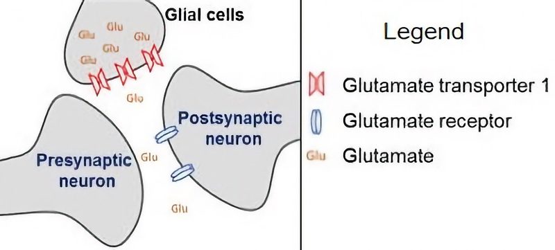 Schematic representation of an anatomical synapse.