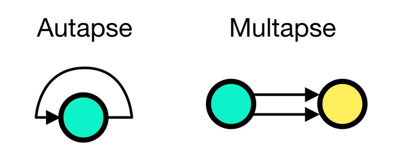Autapses and multapses paradigms in NEST.