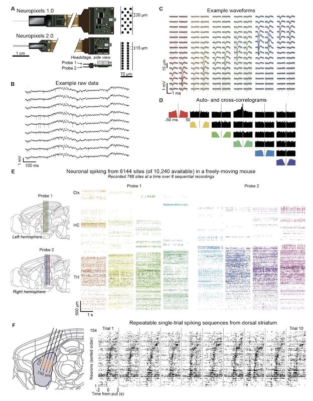 Neuropixels 2.0 enables dense, large-scale extracellular recordings. Figure 1 from Steinmetz et al. (2020).