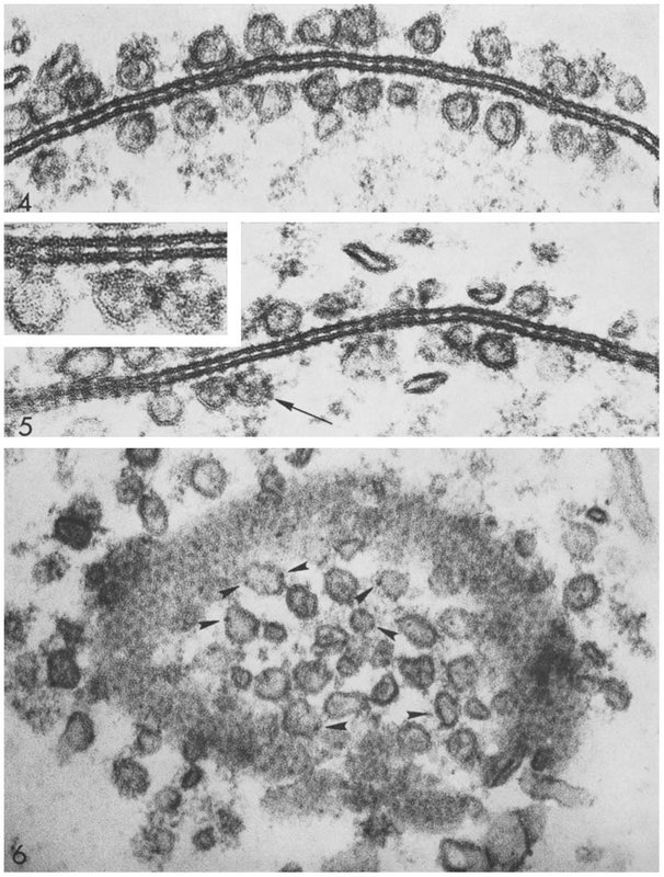 Connexon pairing across membranes bridges the gap between two cells and between vesicles to membranes.