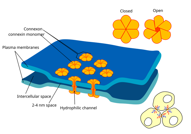 Connexon pairing across membranes bridges the gap between two cells and between vesicles to membranes.