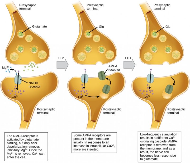 Sketch of the chemical transmission of a nerve impulse at the synapse.