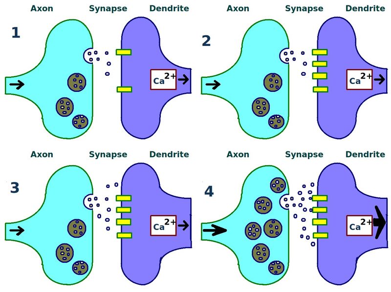 Sketch of a presynaptic axon terminal and a postsynaptic synapse illustrating the biological process of long-term potentiation (LTP) between to neurons.