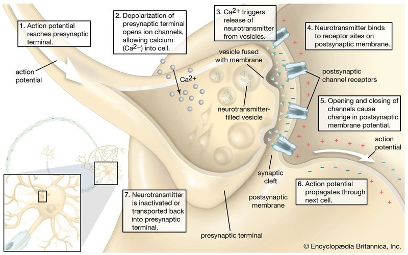 Sketch of the chemical transmission of a nerve impulse at the synapse.