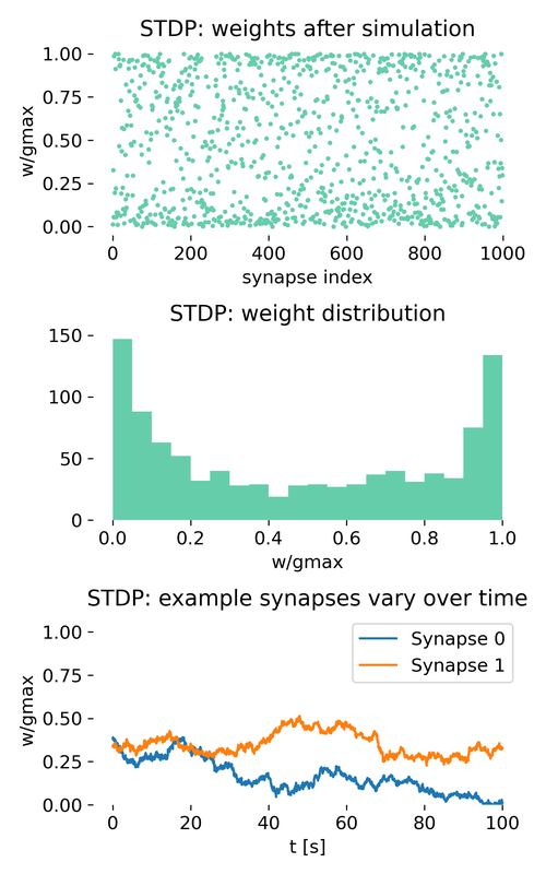 Spike-Timing-Dependent Plasticity (STDP).