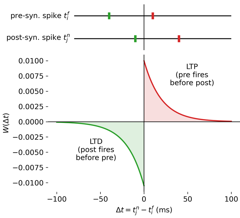 Spike-Timing-Dependent Plasticity (STDP).