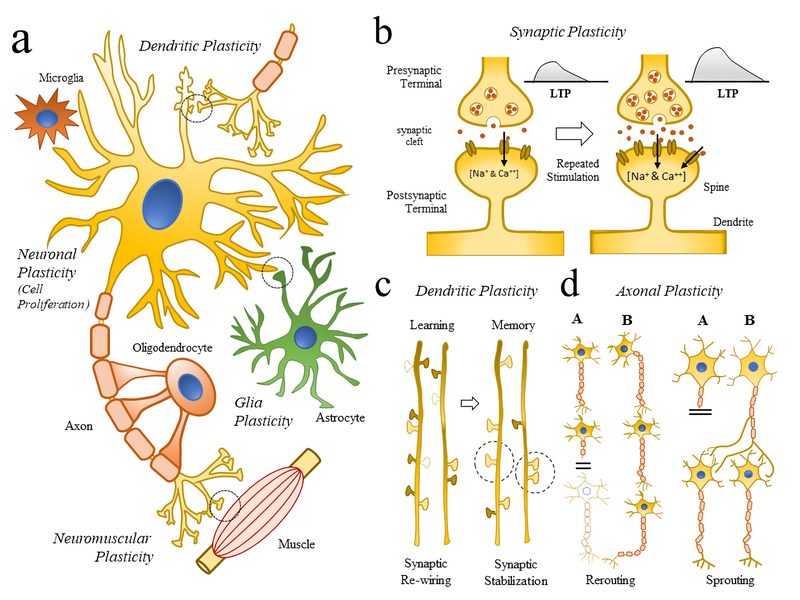 Schematic illustration of neuronal plasticity across scales.