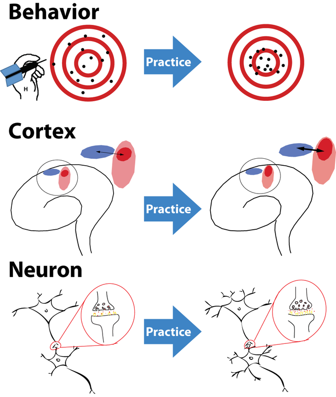 Schematic illustration of brain plasticity after skill practice.