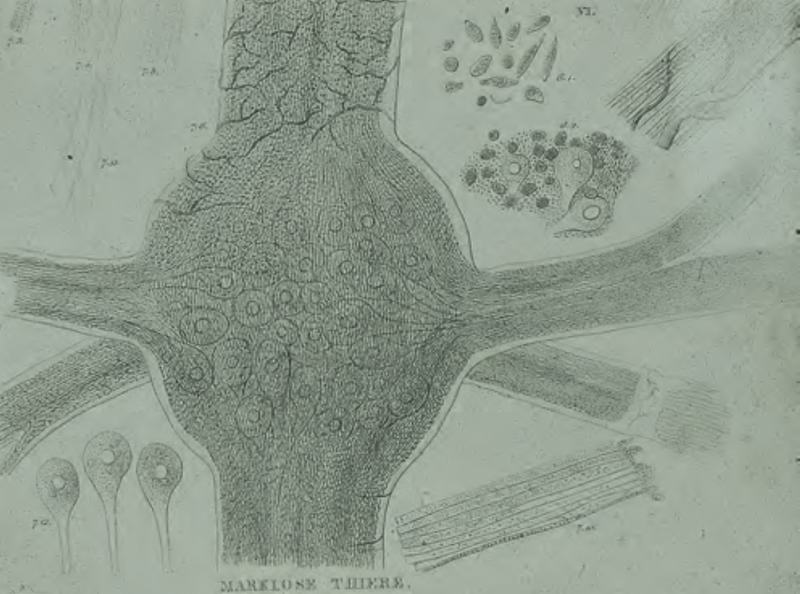 First image of a neuron: A drawing of the leech ganglion by Christian Ehrenberg (1836).