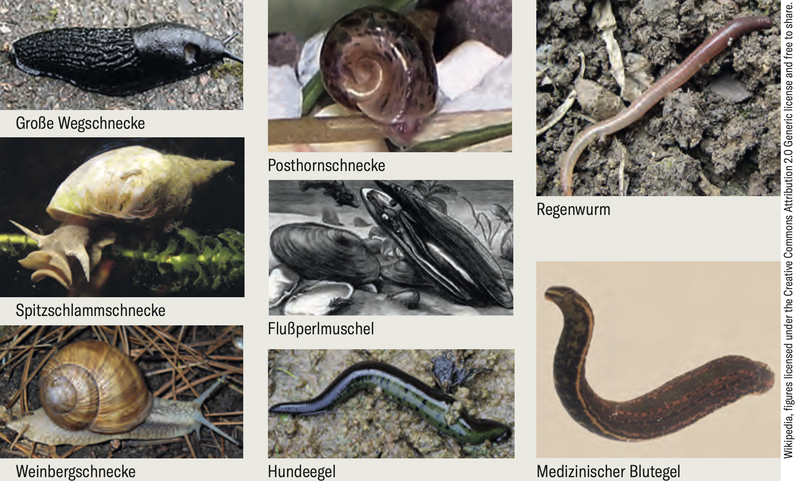 Nervous system of the Medicinal leech.