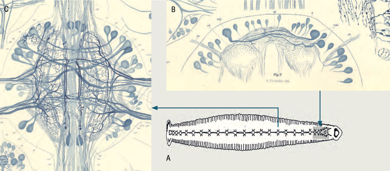 Nervous system of the Medicinal leech.