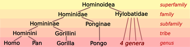 Taxonomic classification of the superfamily Hominoidea (*hominoids*), emphasizing the tribe Hominini.