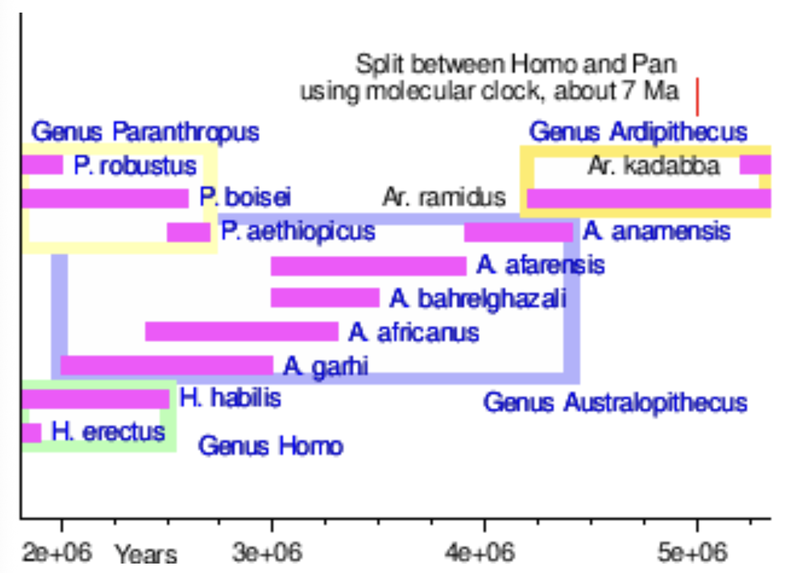 Human evolution during the Pliocene.