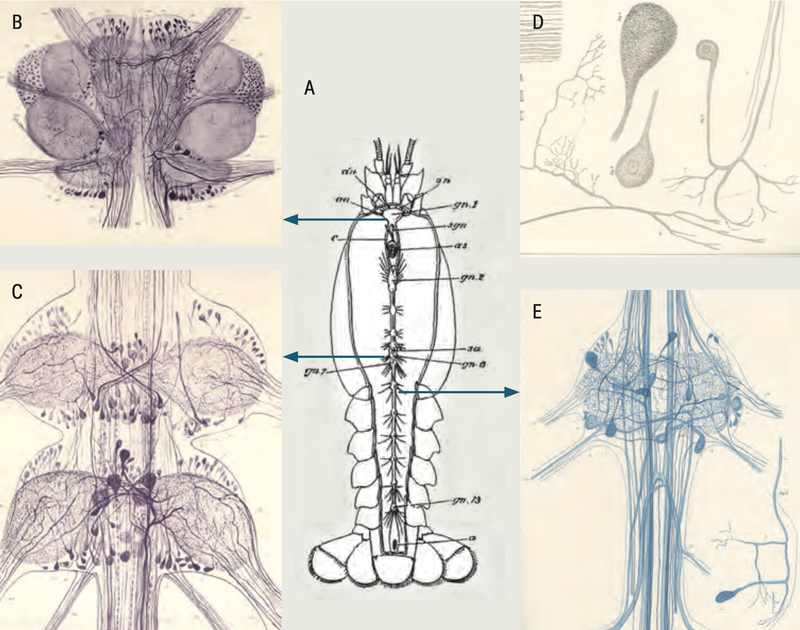 Nervous system of the crayfish.