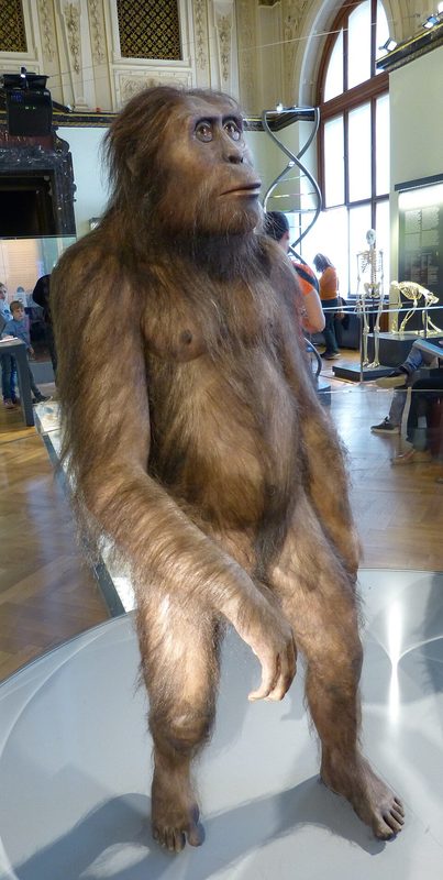 Reconstruction of the fossil skeleton of Lucy.