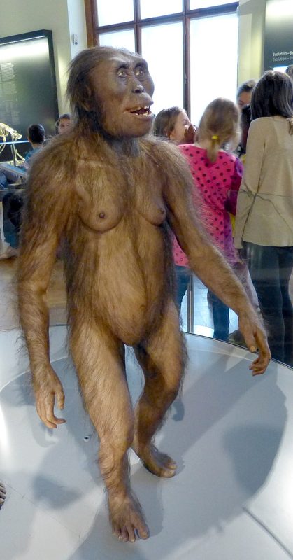 Reconstruction of the fossil skeleton of Lucy.