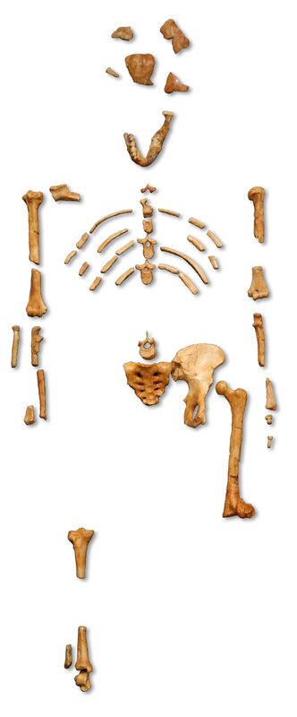 Reconstruction of the fossil skeleton of Lucy.