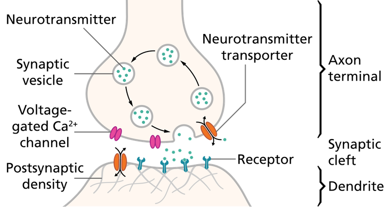 Schematic representation of an anatomical synapse.