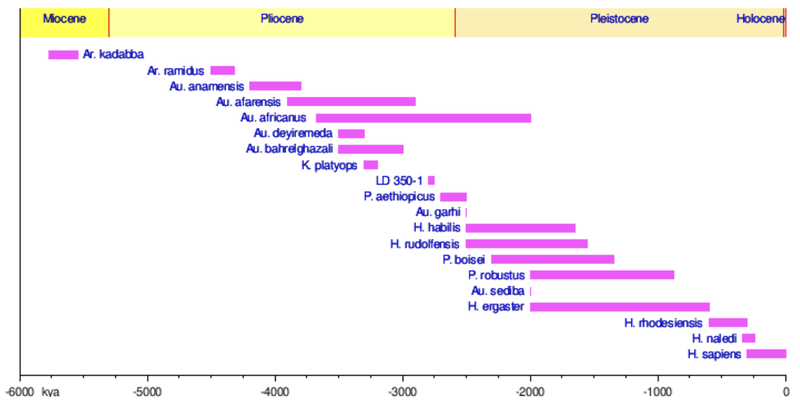 African Hominin timeline.