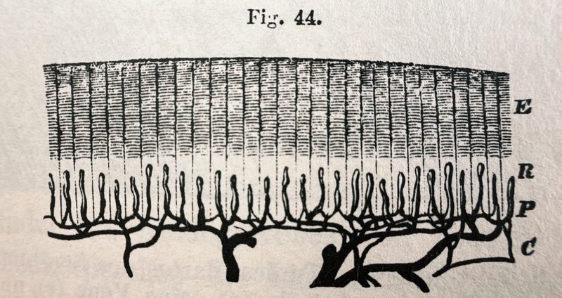 Woodcut illustration of an injection preparation of the skin, vertical cut.