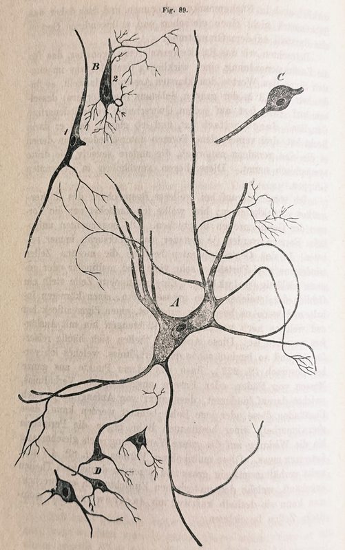 Woodcut illustration of Ganglion cells from the central organs.