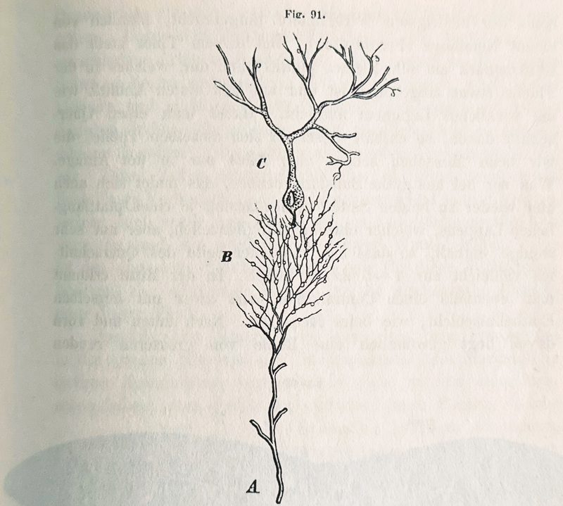 Schematic representation of nerve fiber patterns in the cerebellar cortex according to Gerlach.