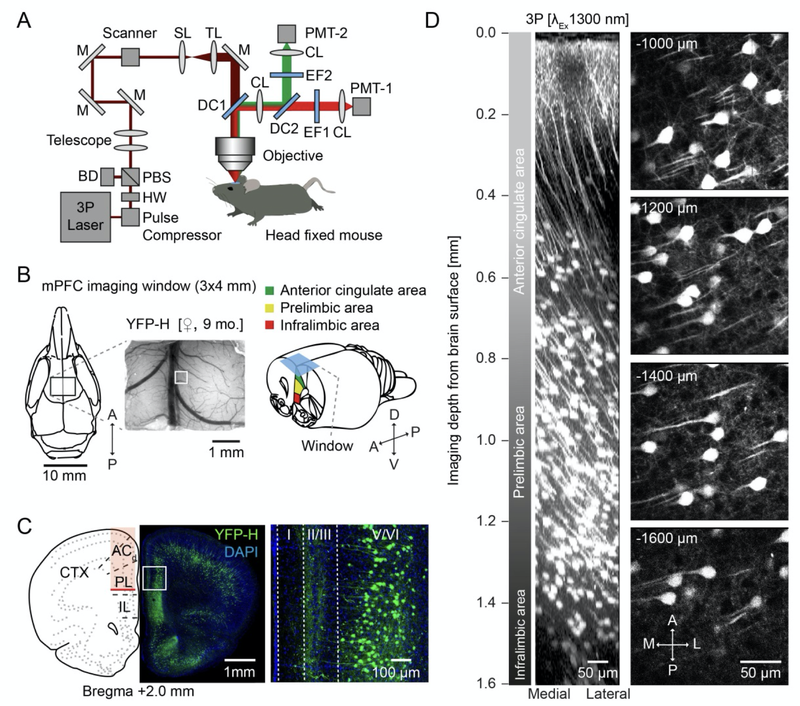 Fig. 1. from our preprint, showing the validation of 3P in vivo imaging of mPFC in a mouse model.