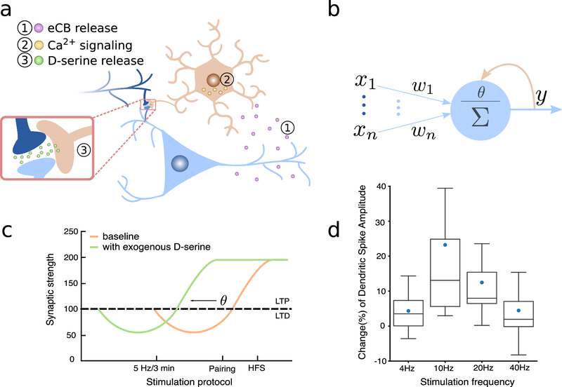 Fig. 1 from Squadrani et al. (2024): The D-serine hypothesis.