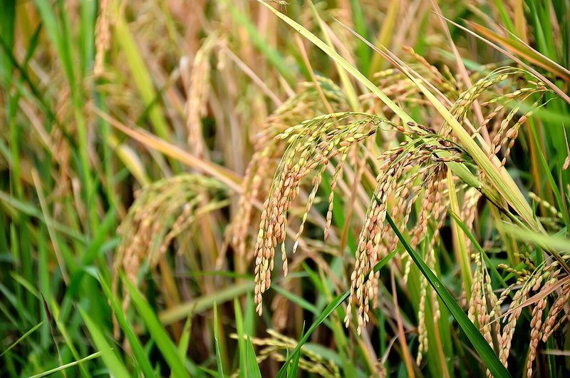 Asian rice, grown since the 9th millennium BCE.