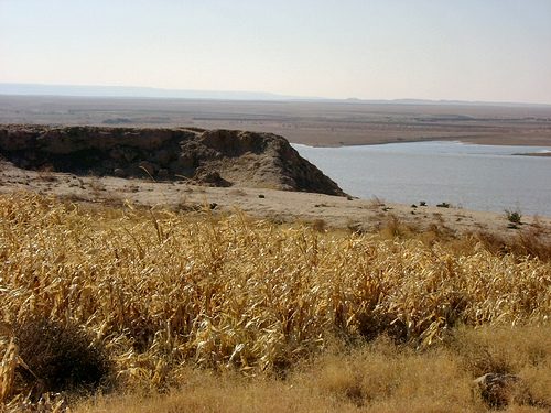 Field of cereal near the Euphrates in the northwest of modern Iraq.