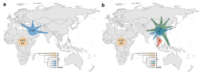 The earliest-branching non-African paternal lineages (C, D, F) after the Out-of-Africa event (a), and their deepest divergence among modern day East or Southeast Asia (b), suggesting rapid coastal expansions.